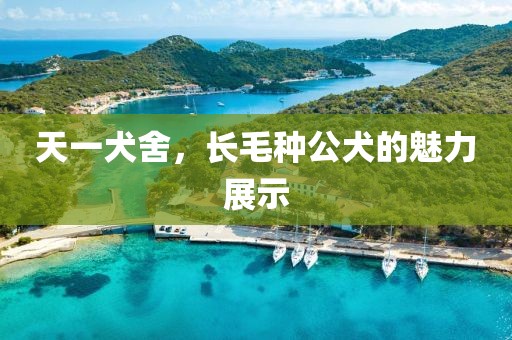 天一犬舍，長毛種公犬的魅力展示