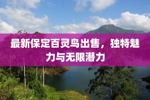 最新保定百靈鳥出售，獨(dú)特魅力與無(wú)限潛力