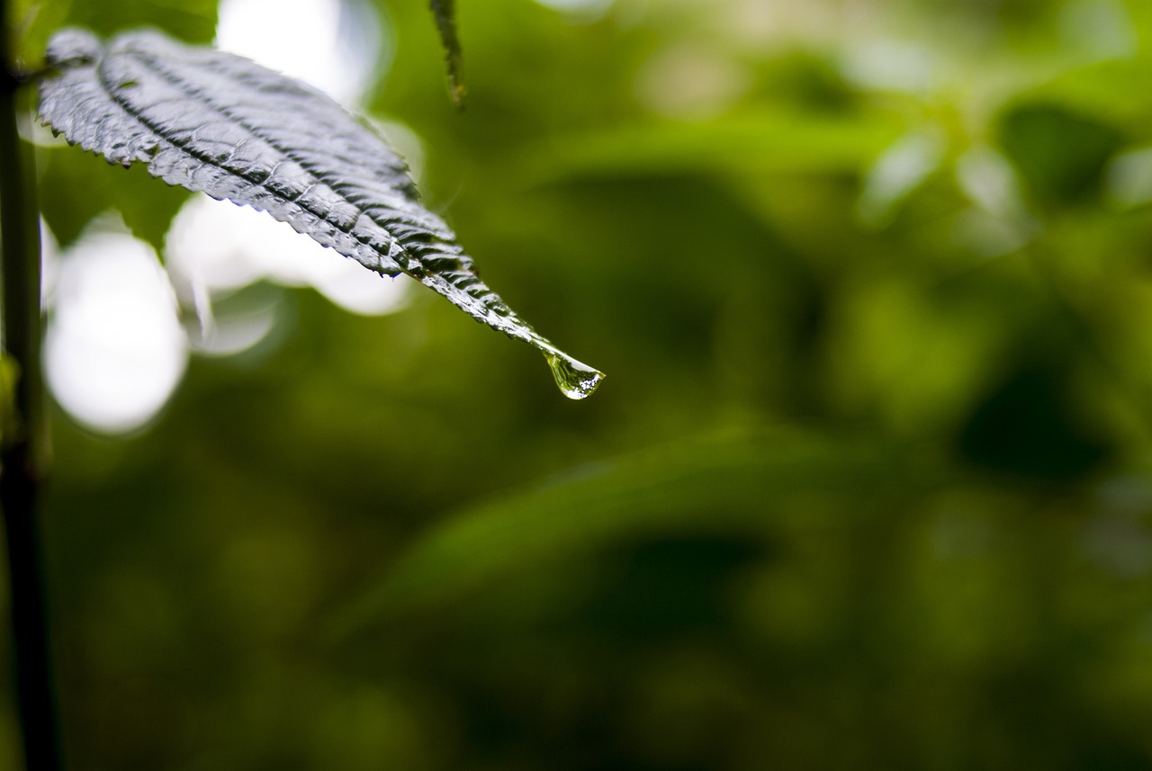 依生生物最新股票動態(tài)全面解析，最新消息與全面解讀