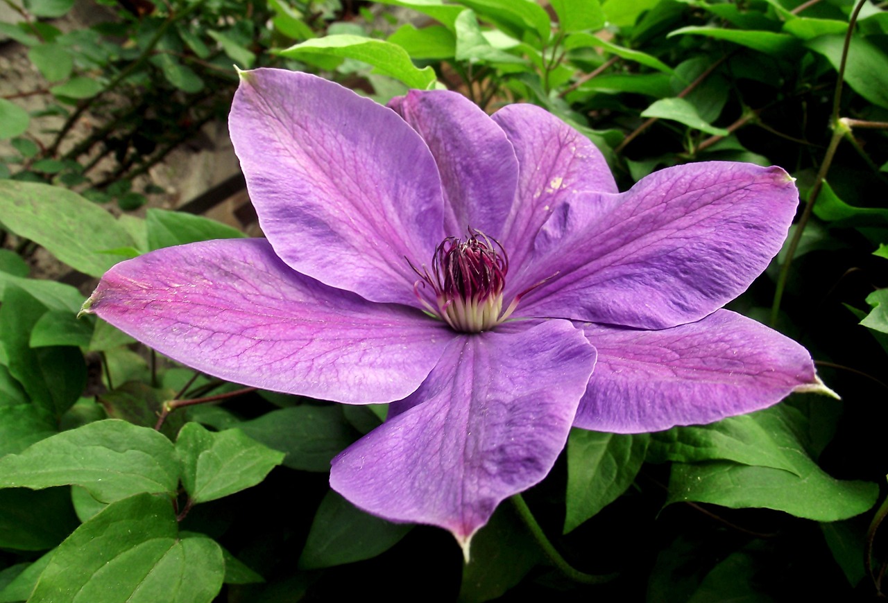 保定朝陽花園最新動態(tài)揭秘，未來美好藍(lán)圖展望