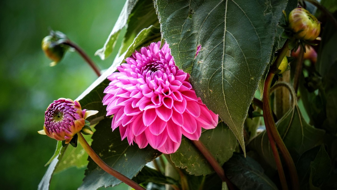 寧鄉(xiāng)黎愛蓮的最新動(dòng)態(tài)，蓮花依舊引領(lǐng)人心