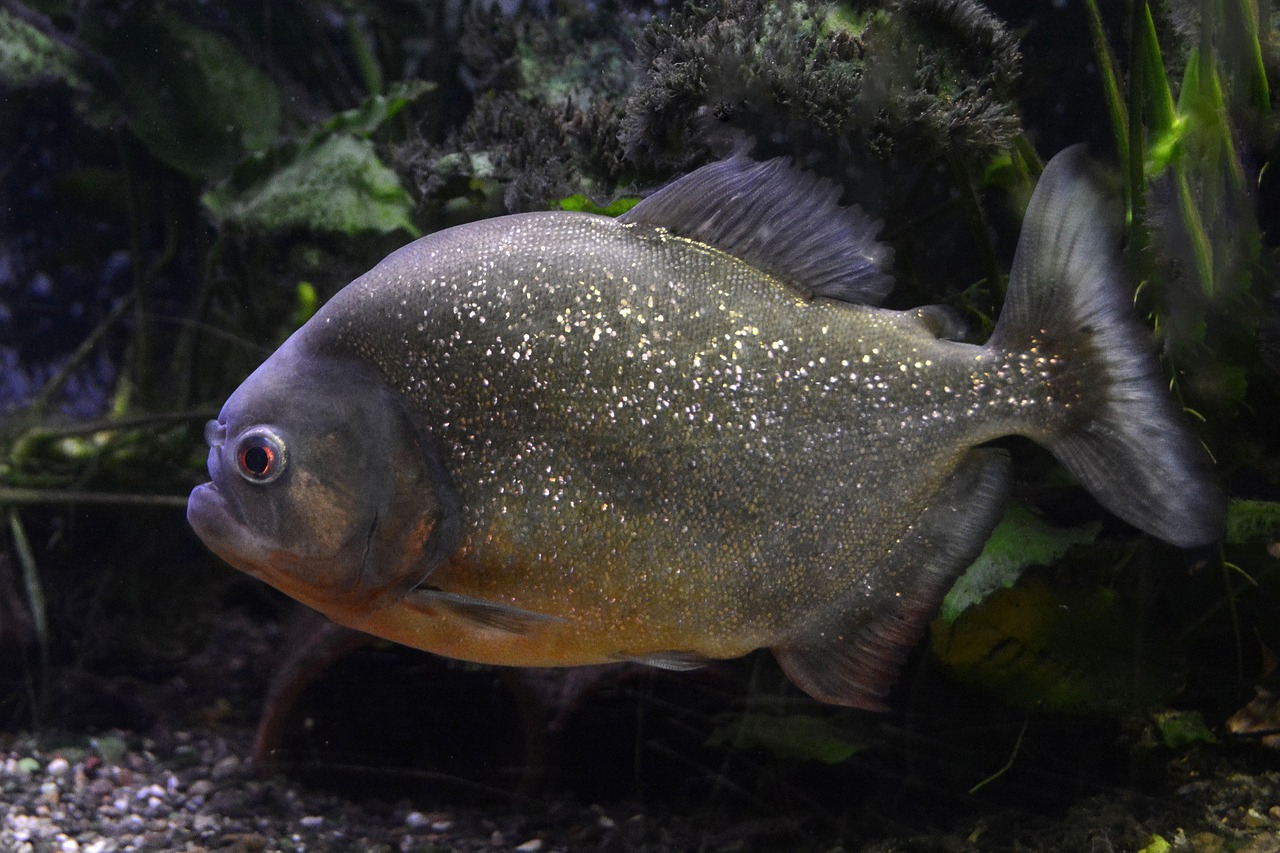 魚魚農(nóng)牧場(chǎng)助手最新版，智能化農(nóng)業(yè)管理的得力助手揭秘