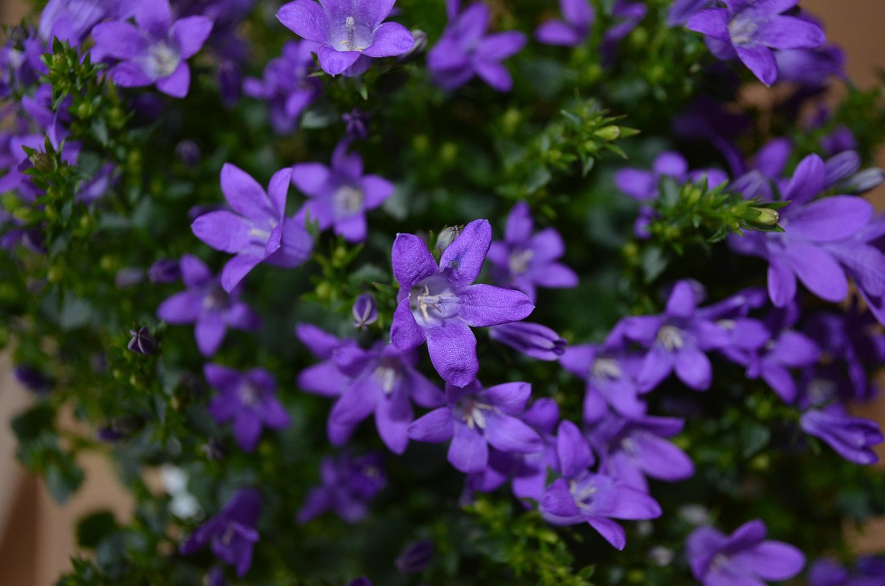 燕郊四季花都最新動態(tài)，城市未來之花綻放，花朵與都市共成長