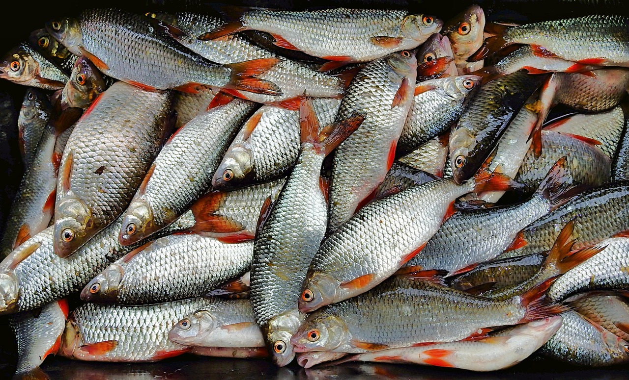 浦魚達(dá)人最新版本下載，全新功能與特色體驗(yàn)