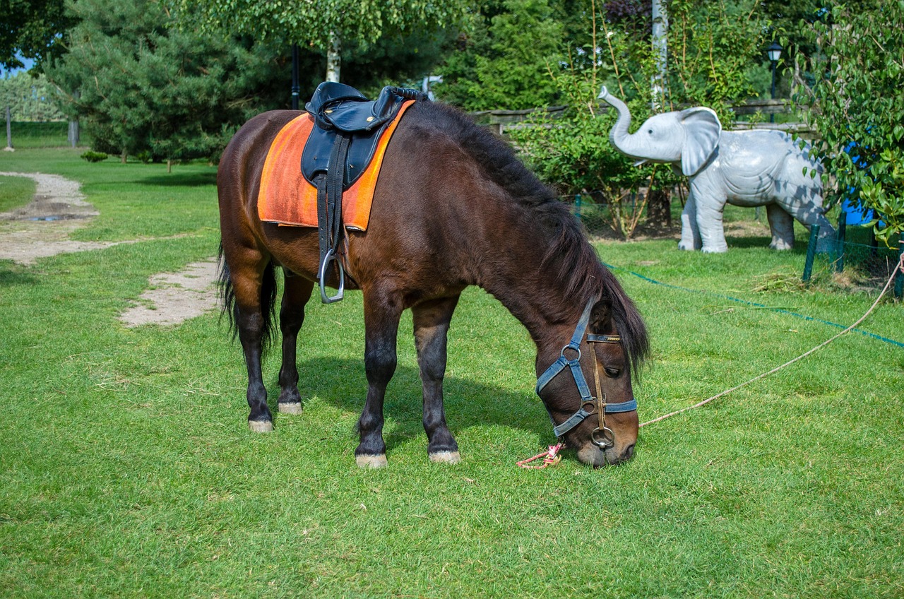 深圳野生動(dòng)物園游玩攻略，最新整理指南