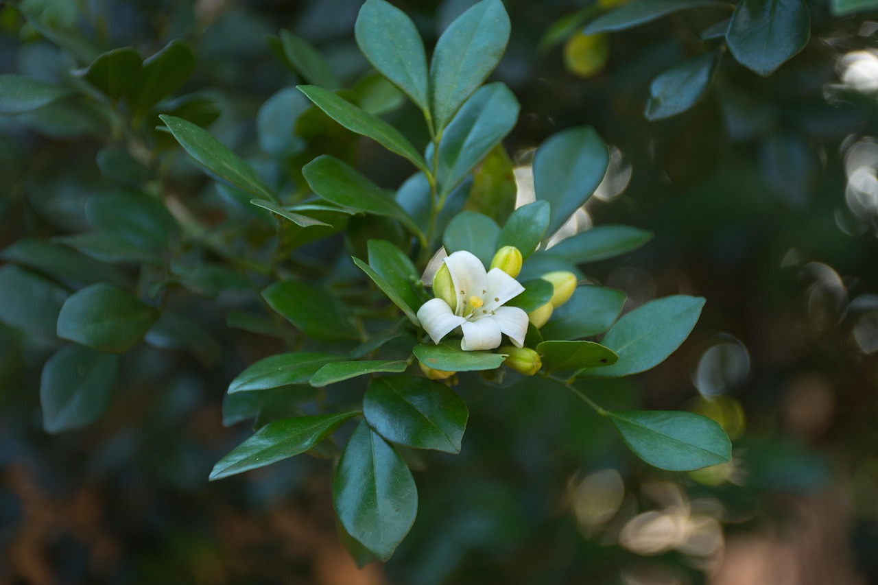 中醫(yī)藥法最新動(dòng)態(tài)，邁向現(xiàn)代化與規(guī)范化的新征程